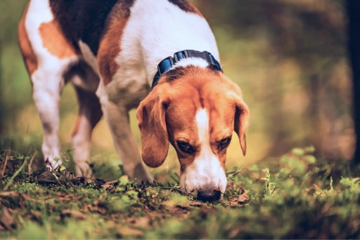 how old of a scent can a dog track